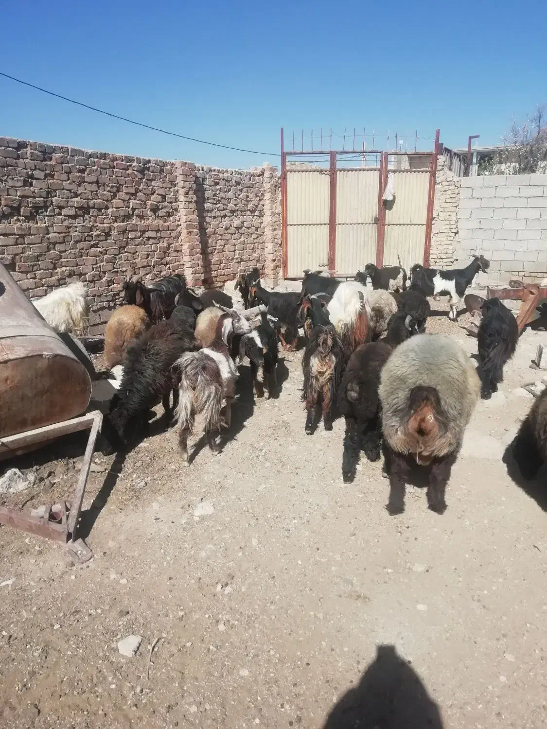 کولار|حیوانات مزرعه|مرودشت, دولت آباد|دیوار