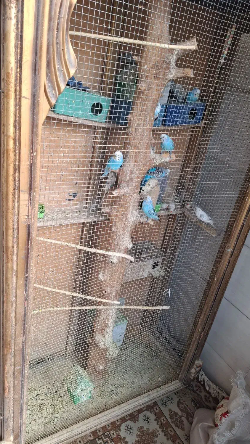 مرغ عشق با قفس|پرنده|فردیس, شهرک ارم|دیوار