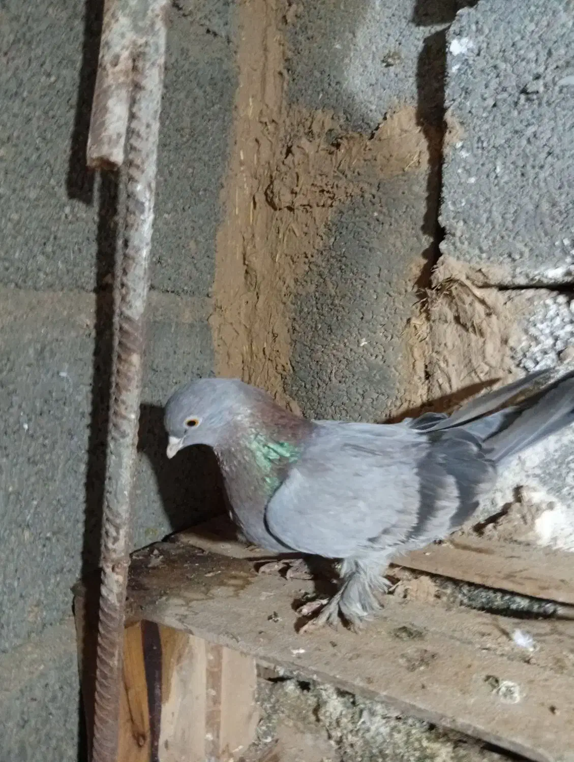 کفتر گوگ ماده|پرنده|امیدیه, |دیوار