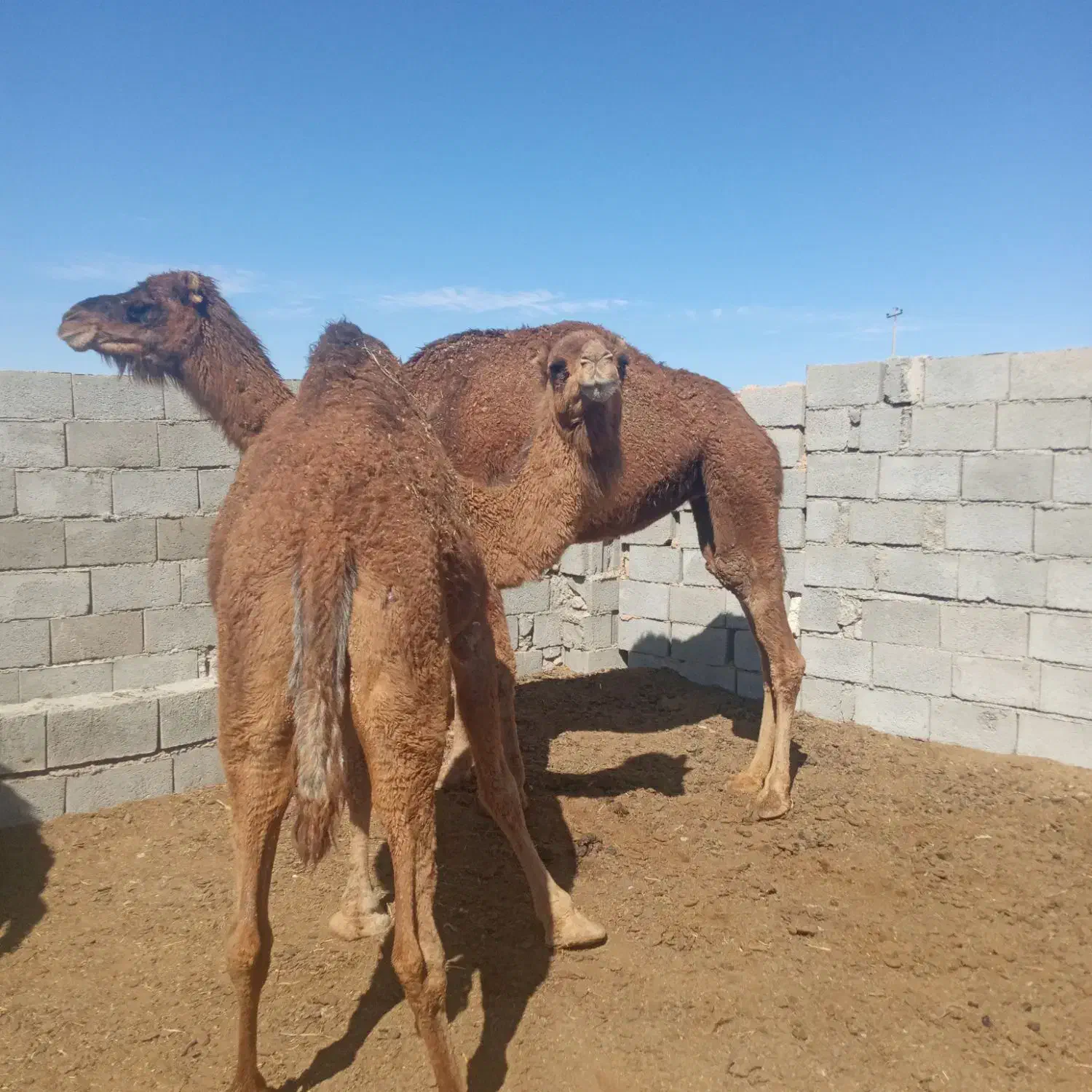 دوشتر‌چاق|حیوانات مزرعه|خوسف, |دیوار