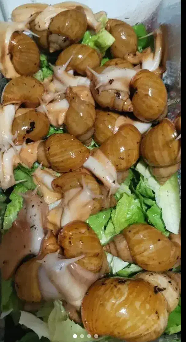 حلزون مولد و تخم گذار|خزنده|کرمان, |دیوار