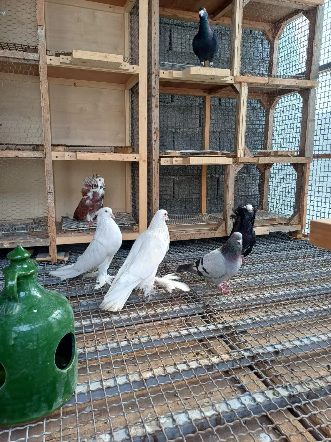 کبوتر ابومریم|پرنده|آمل, |دیوار