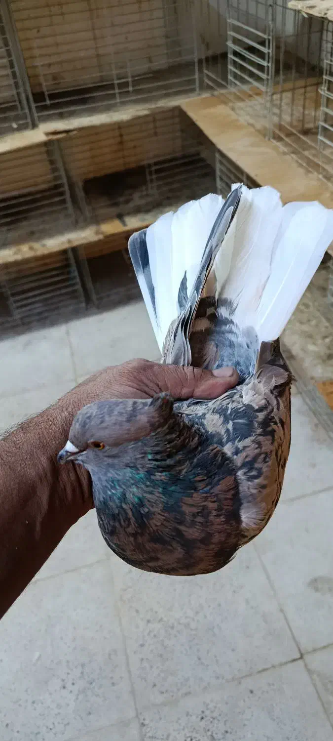 کبوتر پرشی تهرون|پرنده|ری, ظهیرآباد|دیوار