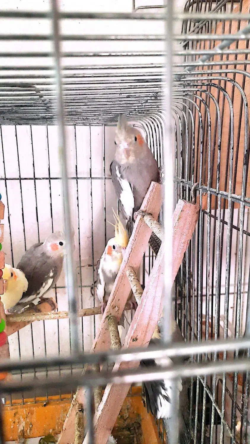 عروس هلندی|پرنده|تهران, مینی‌سیتی (شهرک نفت)|دیوار