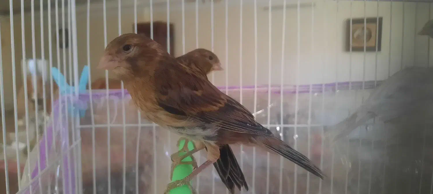 تعدادی قناری ماده و جوجه فائو|پرنده|مشهد, کوشش|دیوار