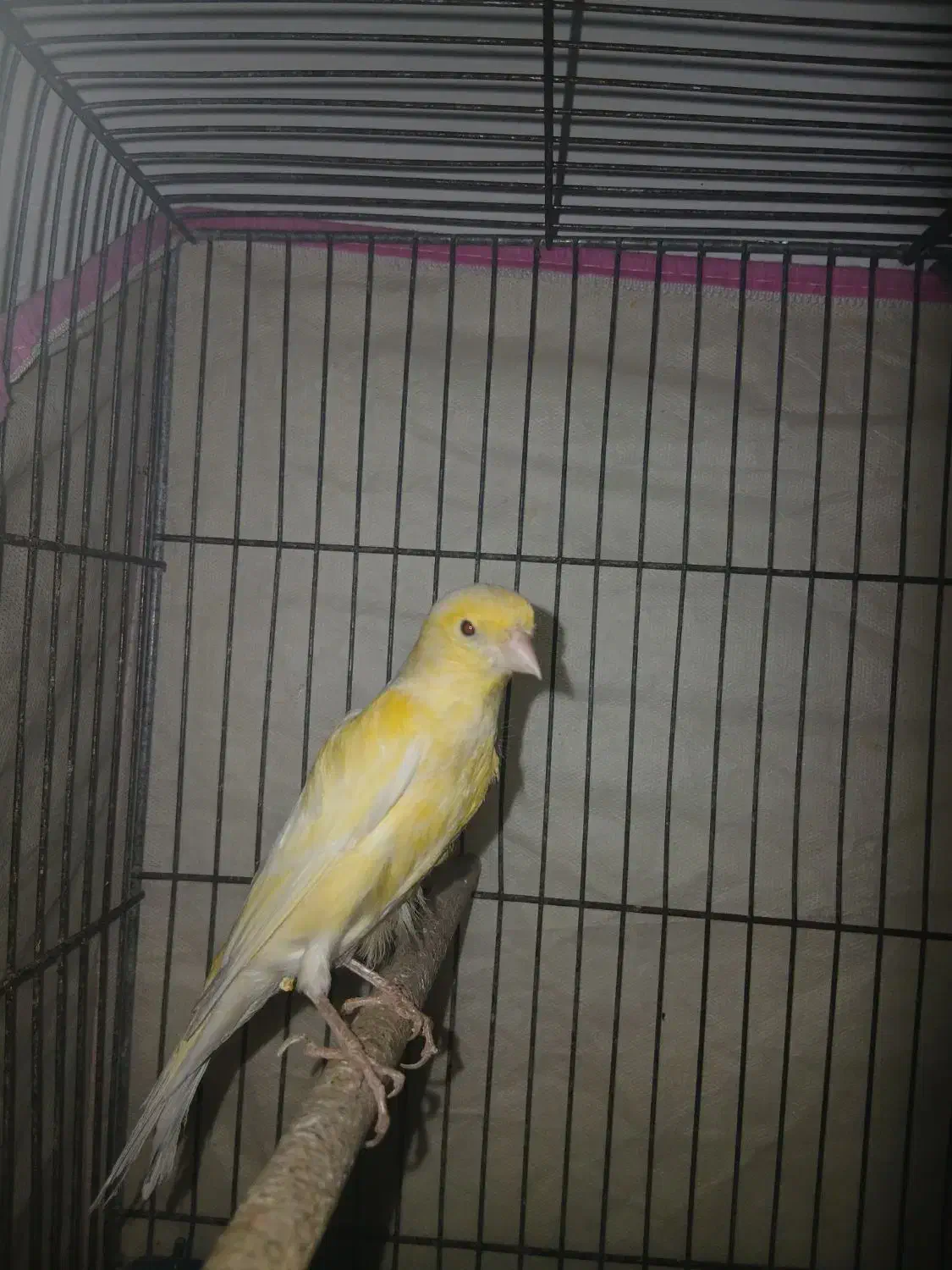 جفت قناری لاکی|پرنده|شیراز, کوشک میدان|دیوار