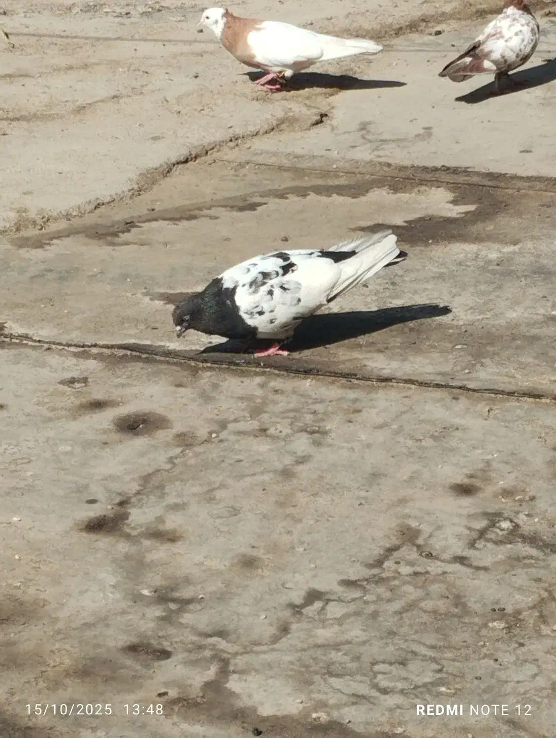 کفتر|پرنده|کارون, |دیوار