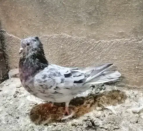 کبوتر|پرنده|قم, چهار مردان|دیوار