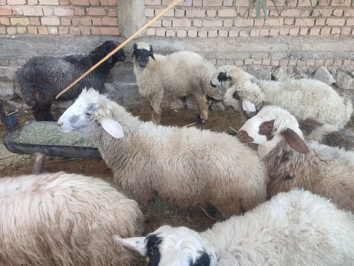 گوسفند|حیوانات مزرعه|سیدان, |دیوار