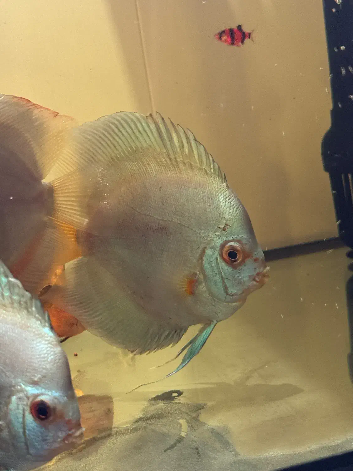 ماهی اکواریوم دیسکس|ماهی|پاکدشت, پاکدشت (مامازند)|دیوار