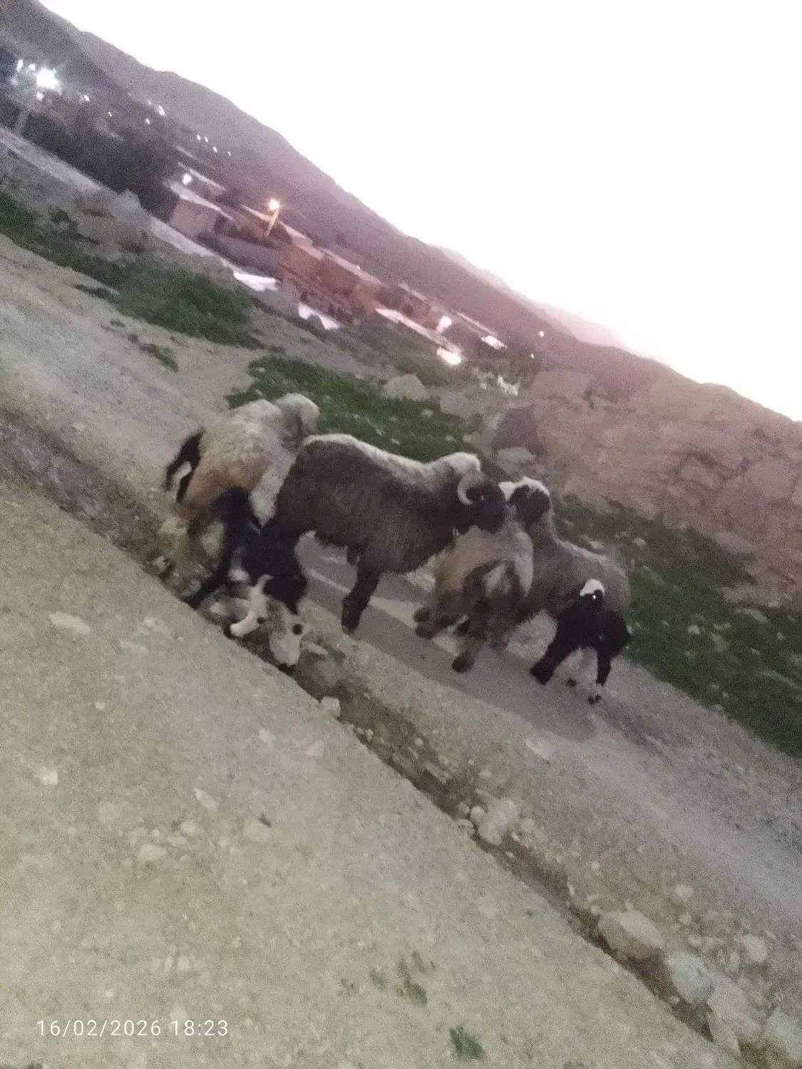 میش داشتی|حیوانات مزرعه|مسجد سلیمان, |دیوار