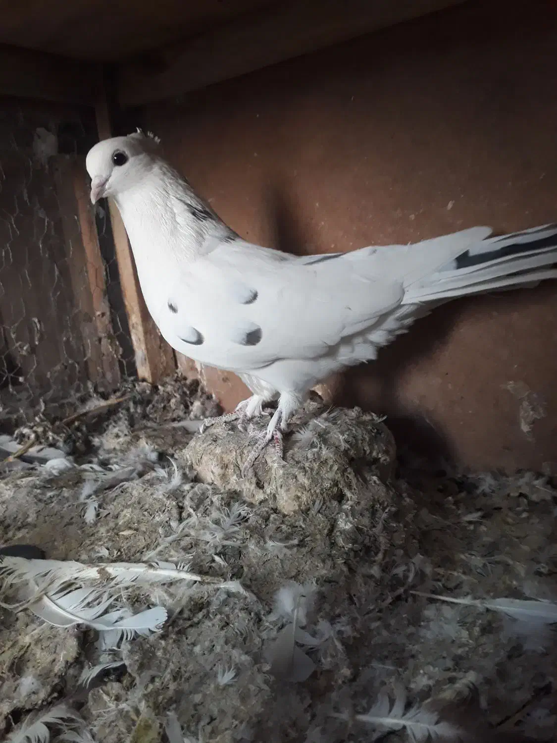 کفتر پرشی|پرنده|ساوه, |دیوار