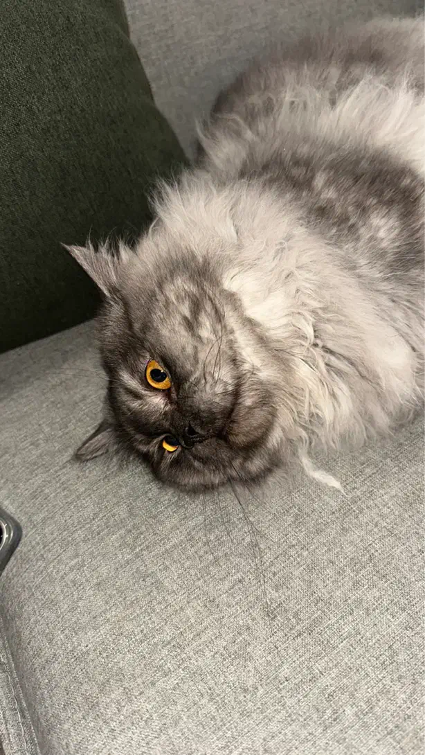 واگذاری گربه پرشین|گربه|یزد, |دیوار