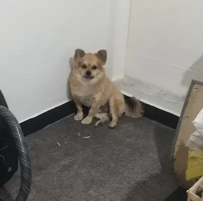 سگ پامر|سگ|ماهدشت, |دیوار