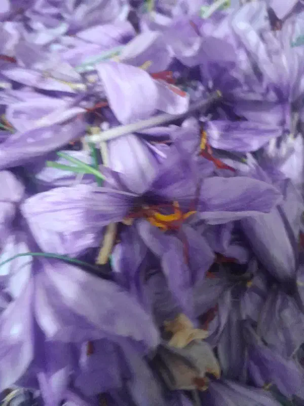 ۴ نفر کارگر هستیم .... برا جمع کردن زعفرون|خدمات باغبانی و درختکاری|نیشابور, ده حلاج|دیوار