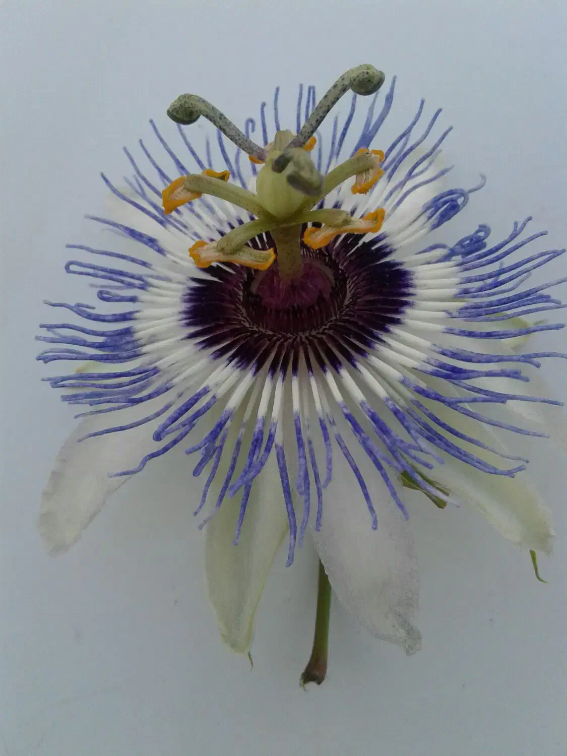 مغازه ۱۸مترمربع برخیابان صفایی جنوبی نبش کوچه ۱۵|اجارهٔ مغازه و غرفه|شیراز, قالیشویی|دیوار