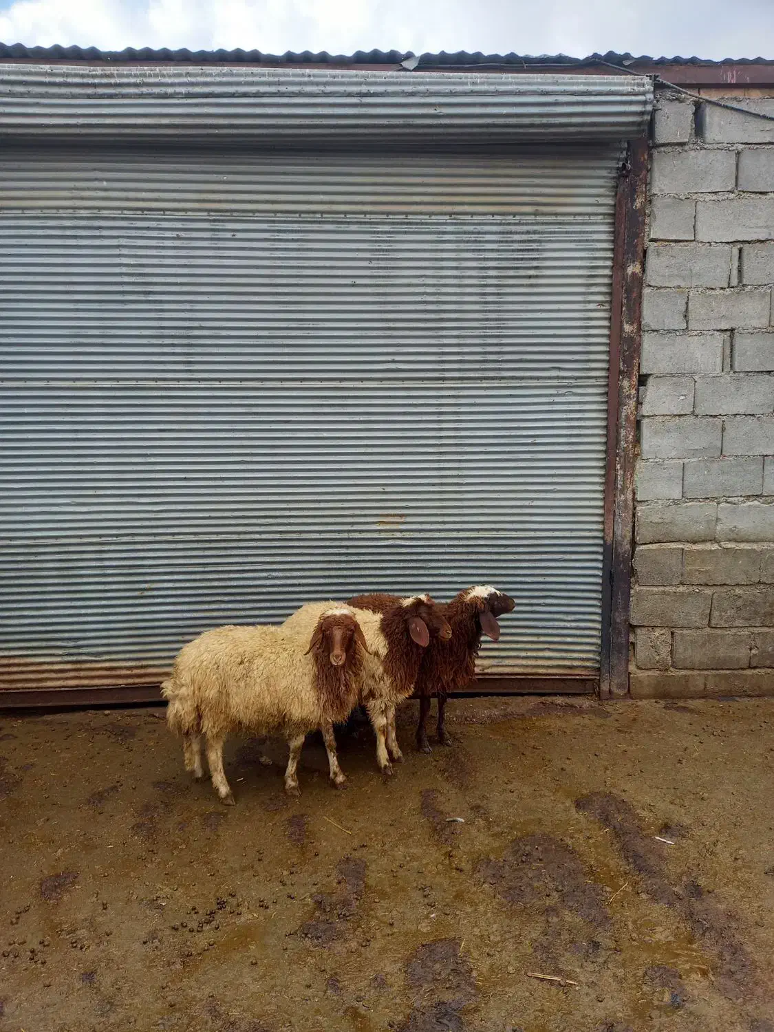 بره ماده|حیوانات مزرعه|بروجرد, |دیوار