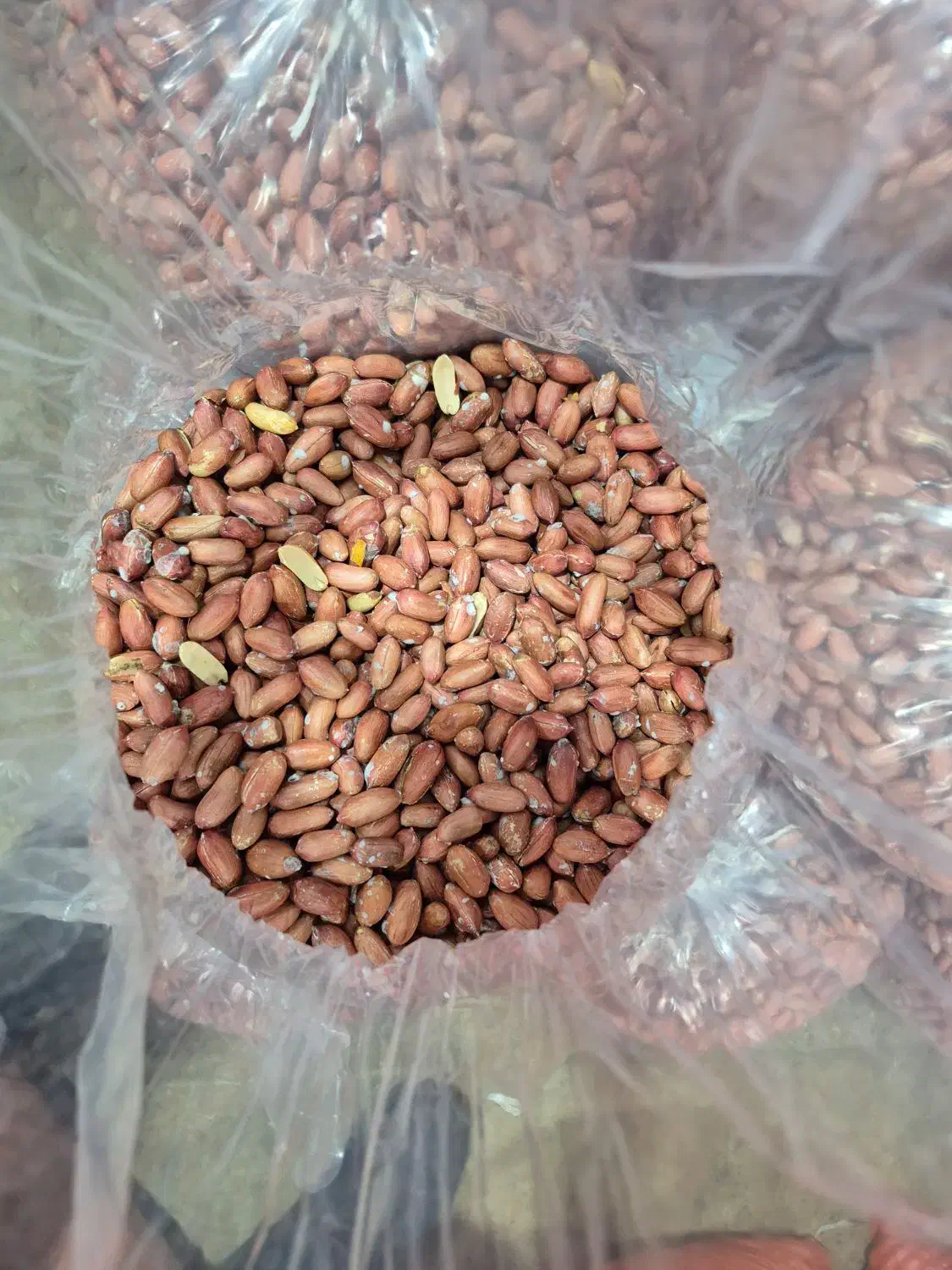 استخدام نیروی خانم و آقا در کارگاه آجیل پزی|استخدام صنعتی، فنی، مهندسی|آستانه اشرفیه, |دیوار