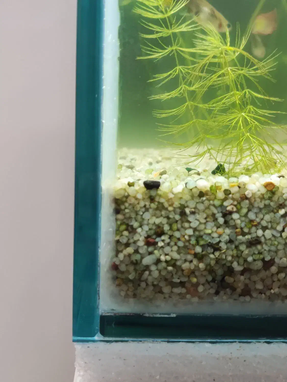 آکواریوم طرح ریملس|ماهی|بیرجند, |دیوار