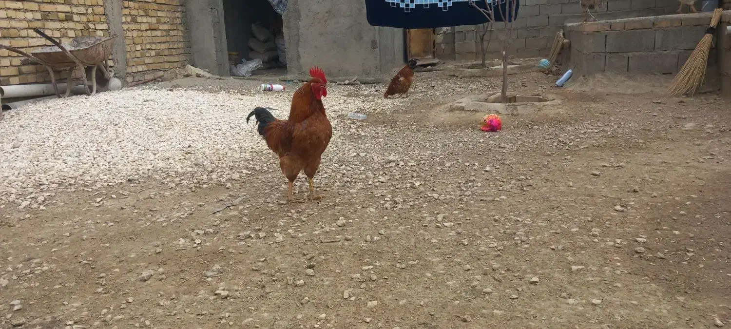 مرغ و خروس جوان|حیوانات مزرعه|زرین دشت (همدان), |دیوار