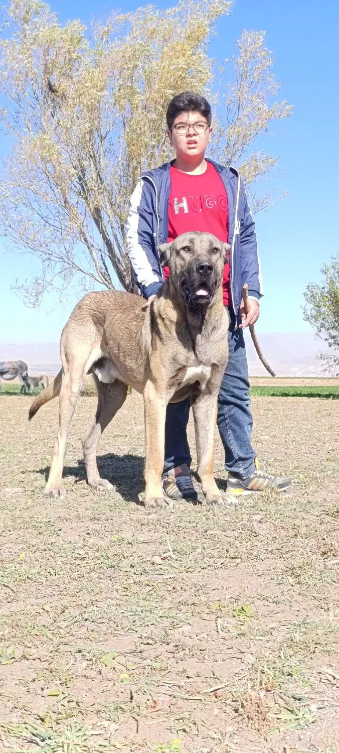 سگ اصیل سرابی|سگ|سراب, |دیوار