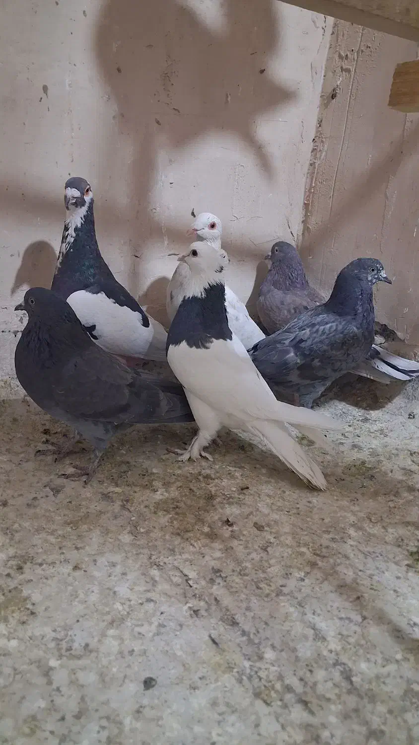 کبوتر یهودی زردی کاکلی سرور|پرنده|قم, نوبهار|دیوار