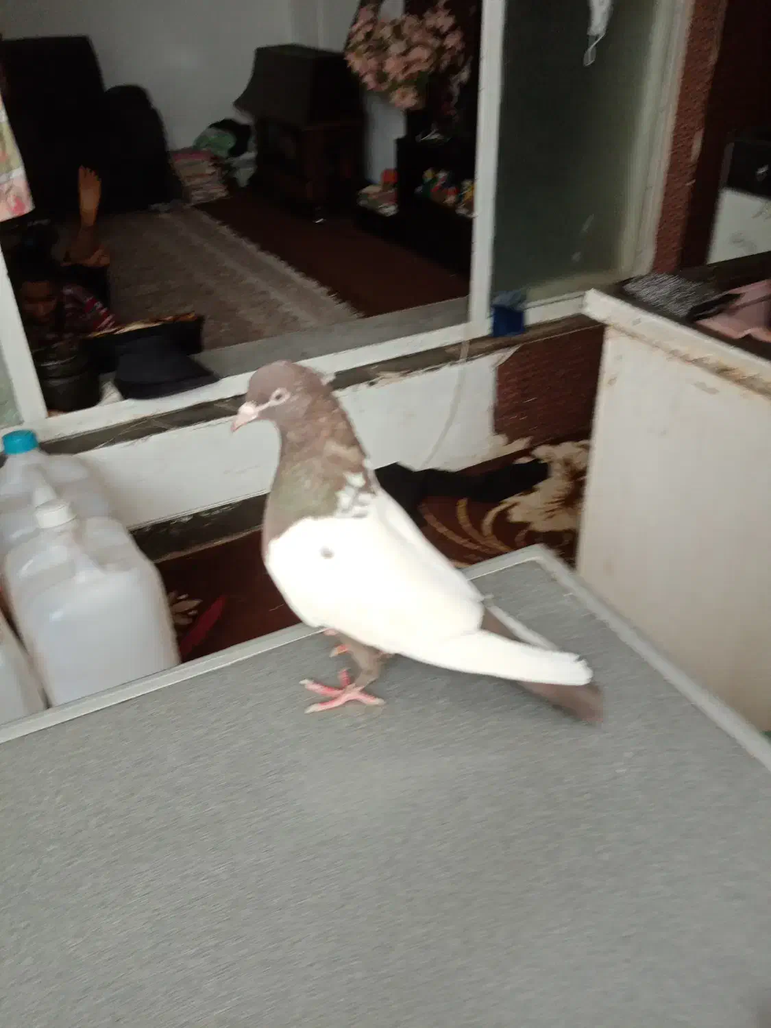 ماده سینه قهوه ای|پرنده|شیراز, دباغ خانه|دیوار