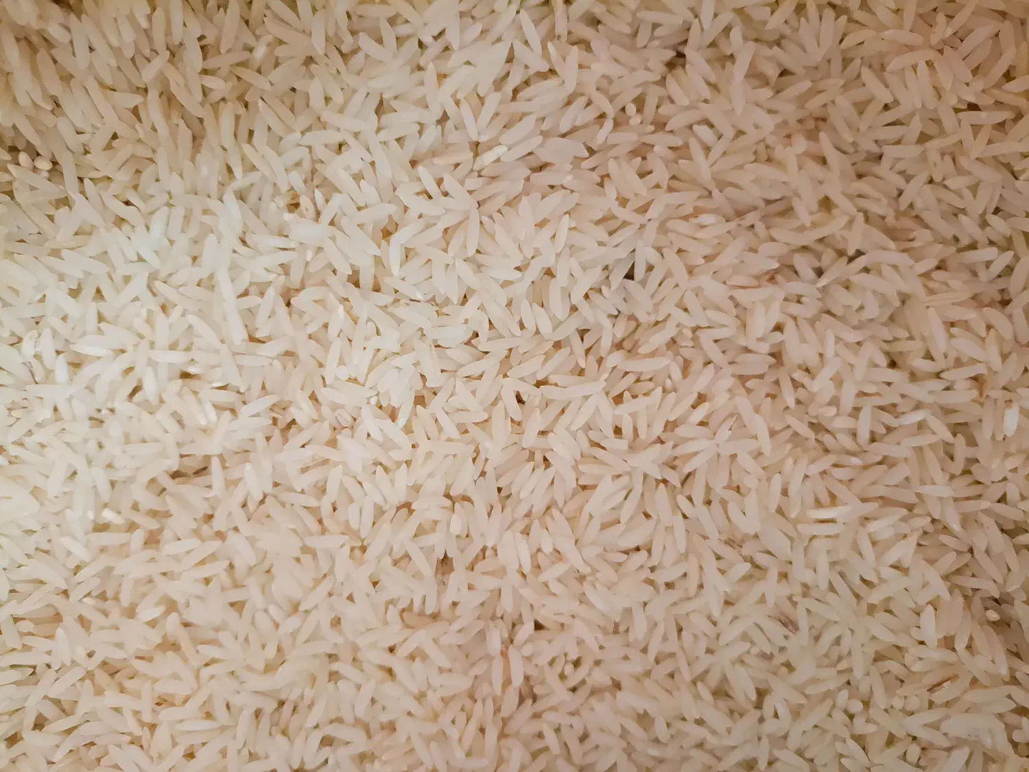 برنج طارم هاشمی عالی|خوردنی و آشامیدنی|چمستان, |دیوار