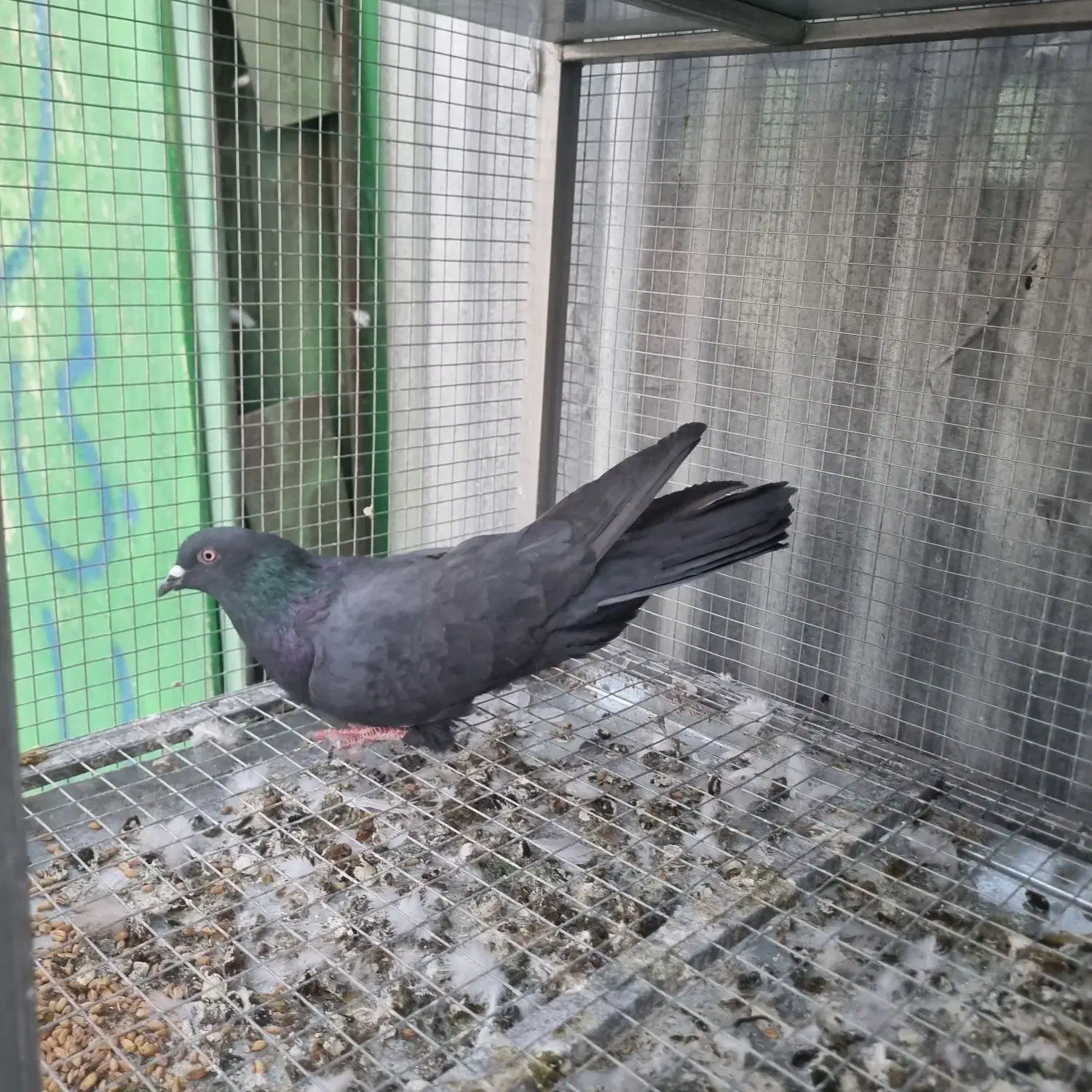 قلاق .شکار|پرنده|خمینی‌شهر, |دیوار