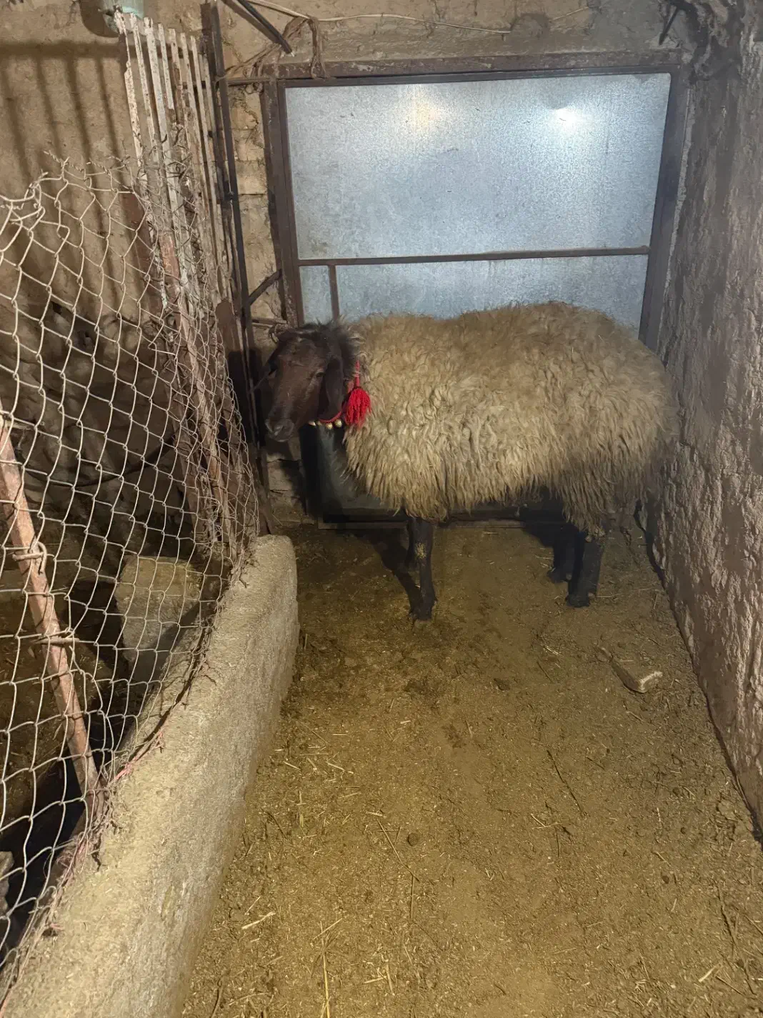 قوچ افشاری|حیوانات مزرعه|خوانسار, |دیوار