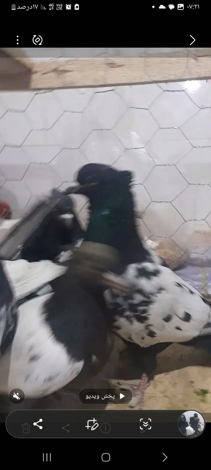 کله و سینه ارزون|پرنده|مه ولات, |دیوار