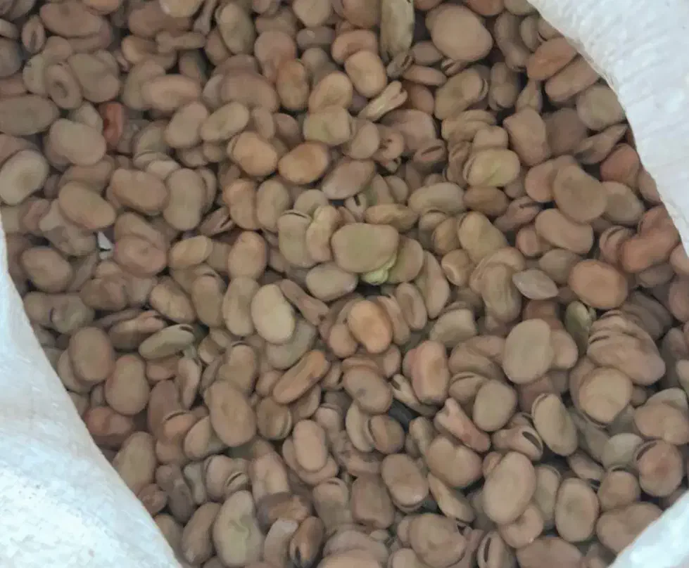 پاقاله|خوردنی و آشامیدنی|رشت, استادسرا|دیوار
