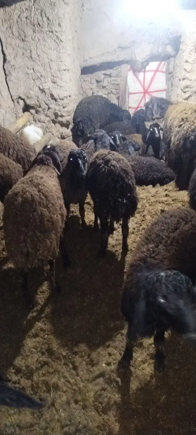 بره نر وماده تکی ویجا|حیوانات مزرعه|قزوین, |دیوار