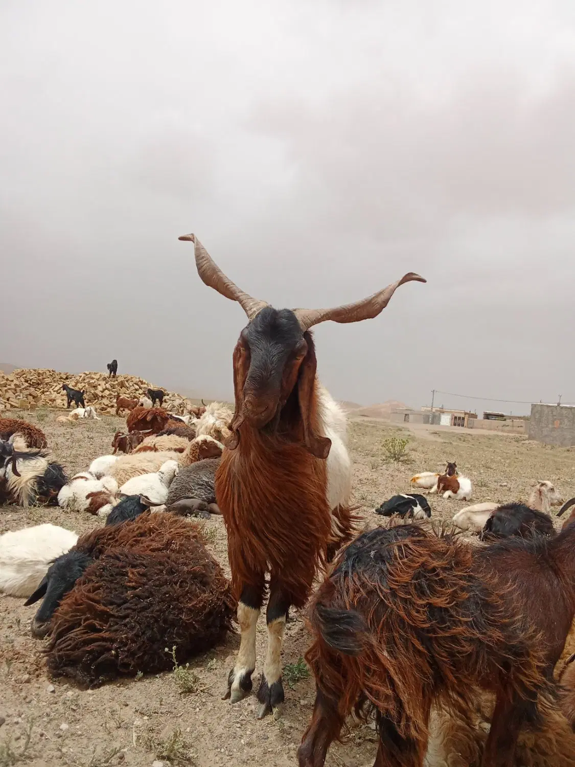 نر بز|حیوانات مزرعه|ششتمد, |دیوار
