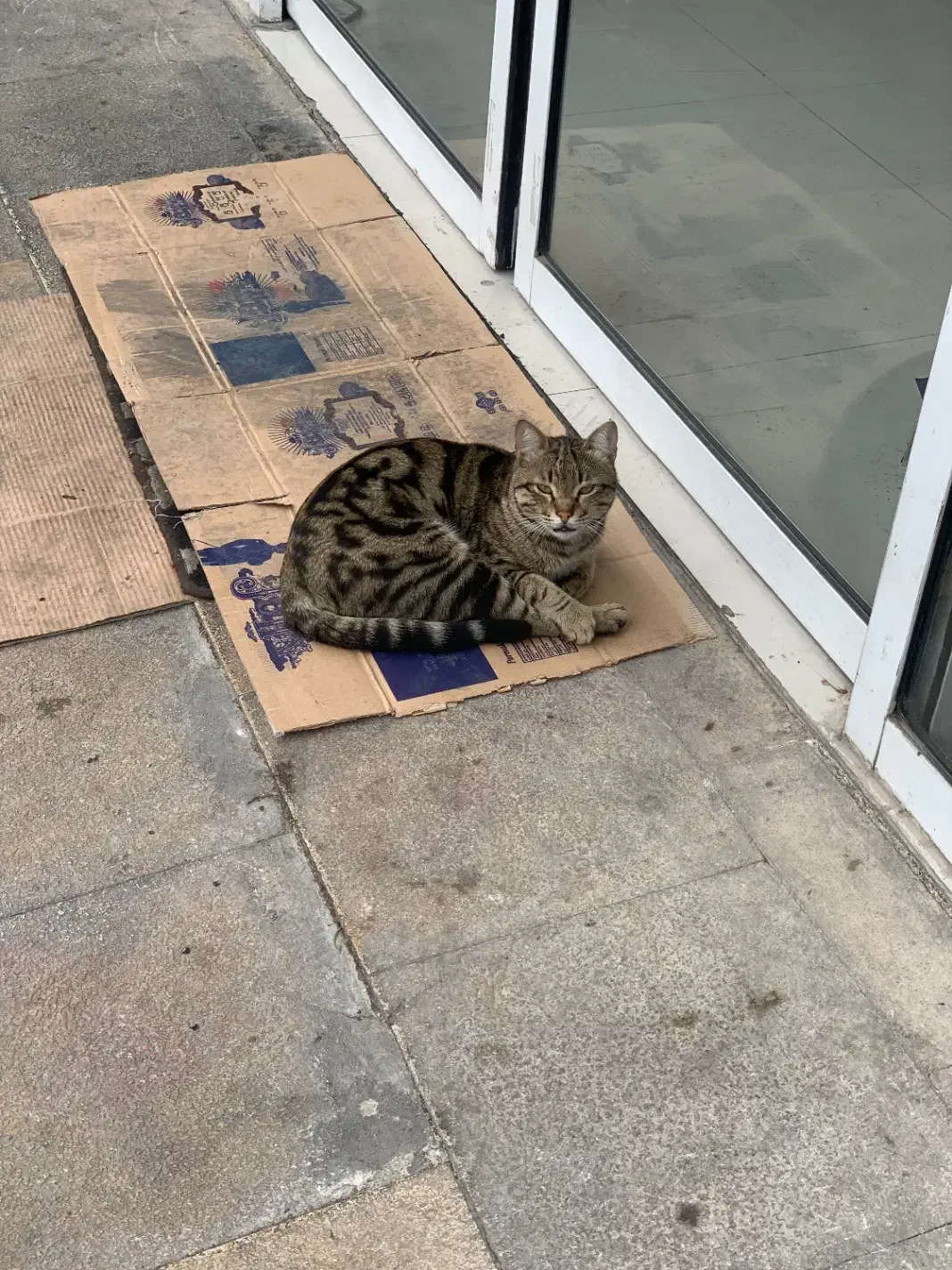 بچه گربه|حیوانات|آسارا, |دیوار