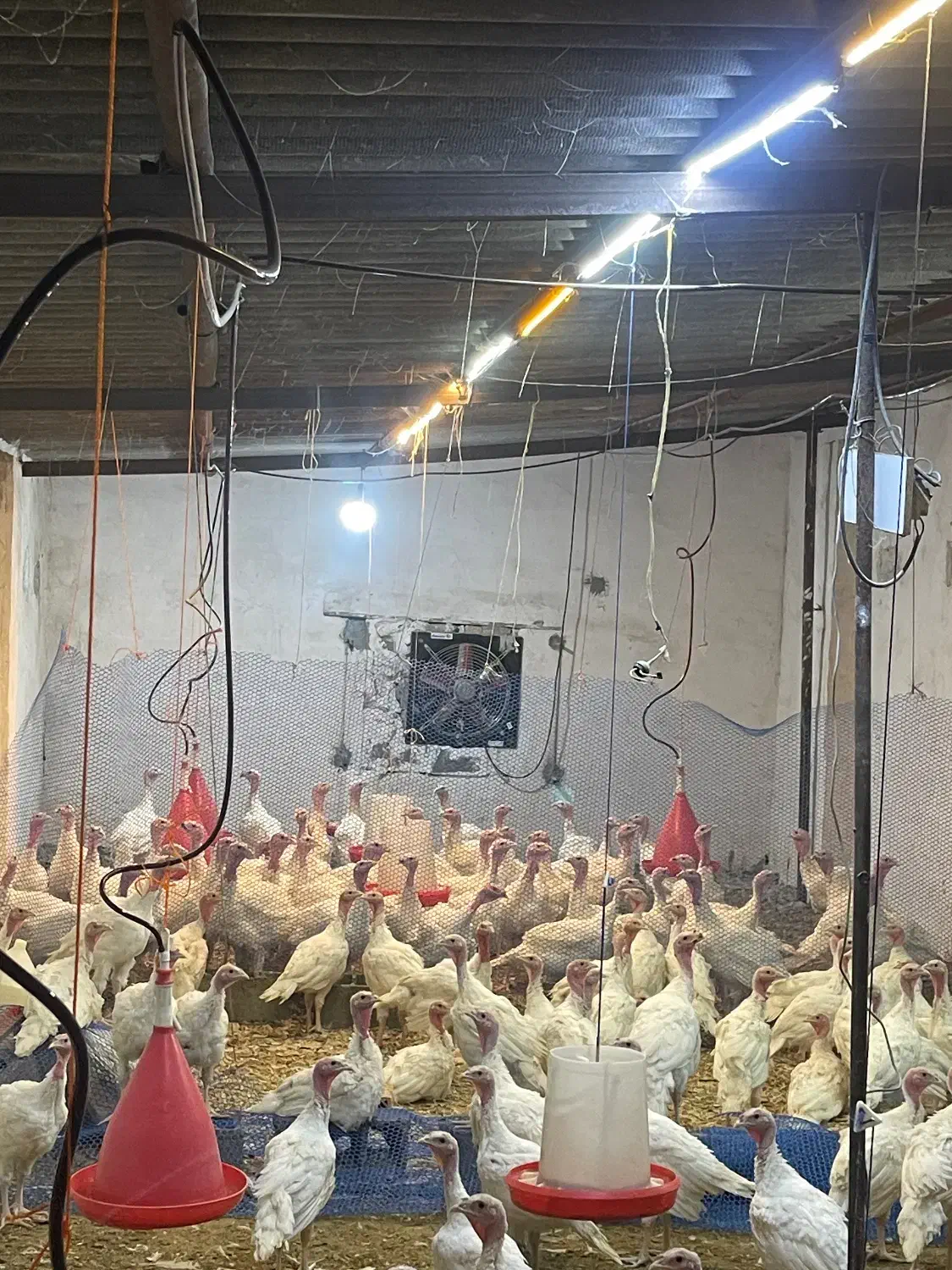 بوقلمون گوشتی|حیوانات مزرعه|فاضل آباد, |دیوار