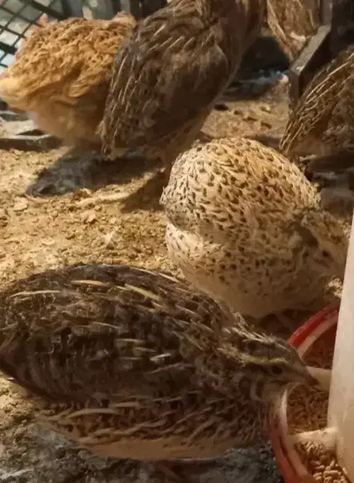 بلدرچین|حیوانات مزرعه|ری, علایین|دیوار