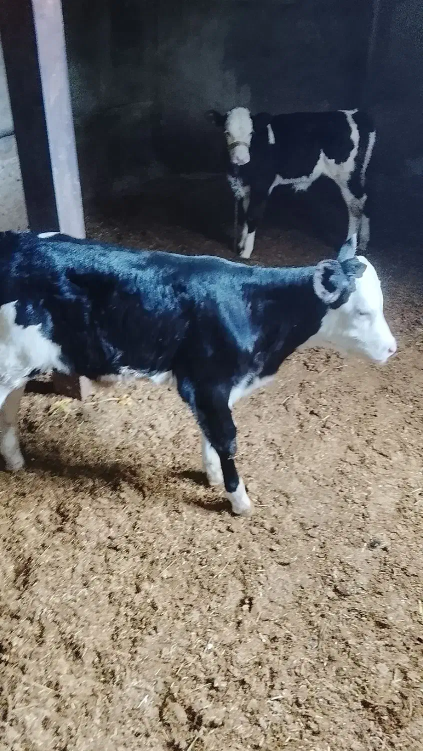 فروش گوساله شیری|حیوانات مزرعه|سیلاخور, |دیوار