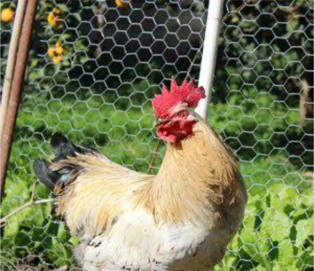 خروس محلی|حیوانات مزرعه|احمدسرگوراب, |دیوار