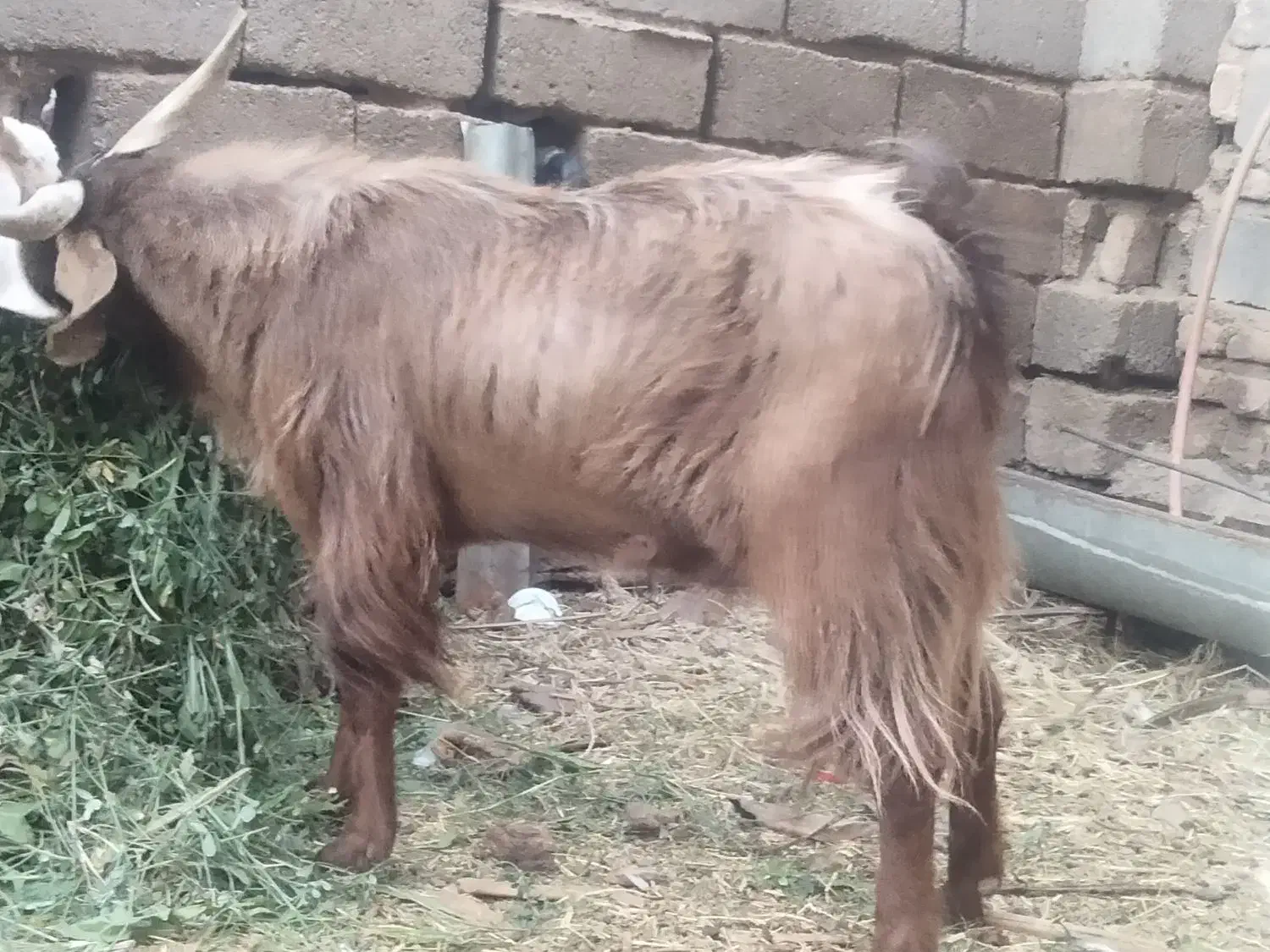 یک راس کهره نر هم گوشتیه هم داشتی|حیوانات مزرعه|بم, |دیوار