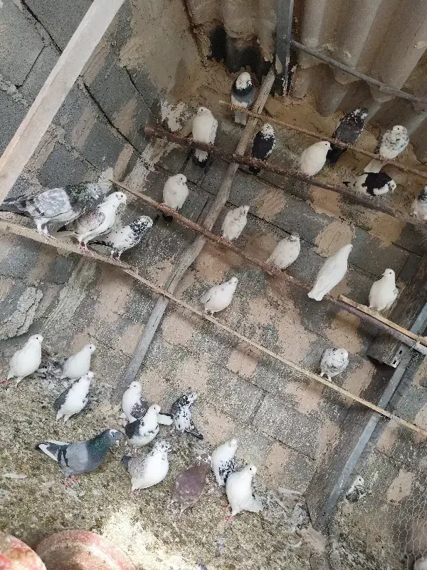 کبوتر پرشی|پرنده|جلیل آباد, |دیوار