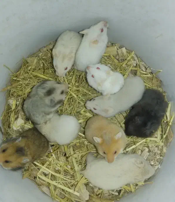 همستر زیبا وبازیگوش|موش و خرگوش|بندرعباس, |دیوار