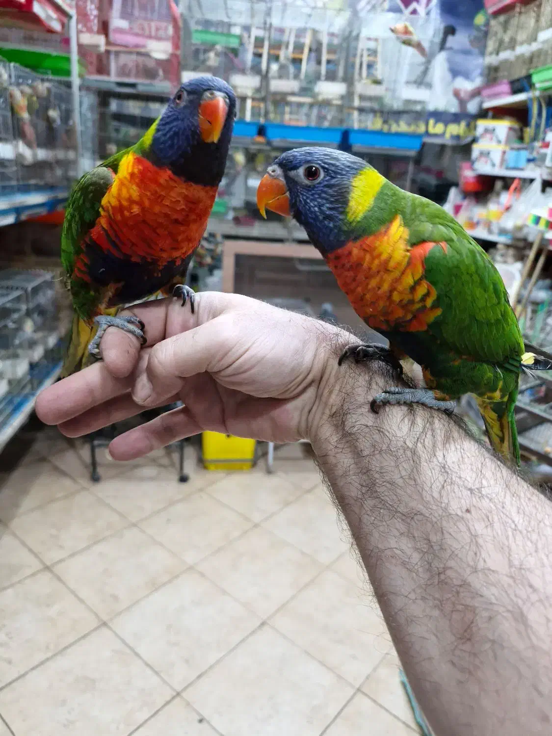 لریکیت رد کالر جوجه شش ماهه تا جفتهای مولد|پرنده|اصفهان, حسینآباد|دیوار