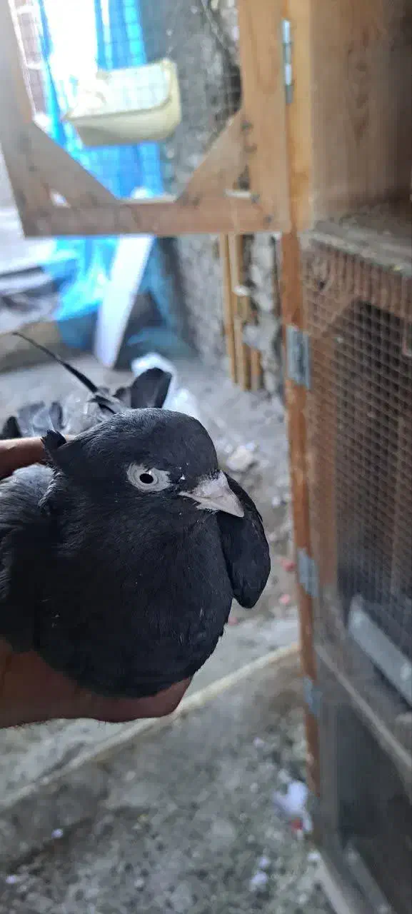 ماده زاغ واکسی|پرنده|اردکان, |دیوار