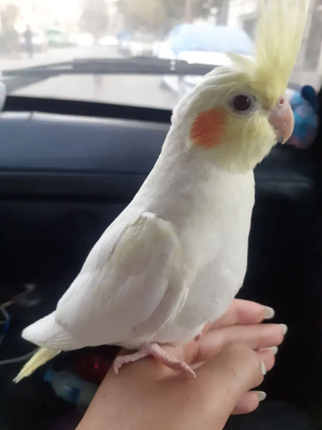 فروش عروس هلندی|پرنده|ری, علایین|دیوار