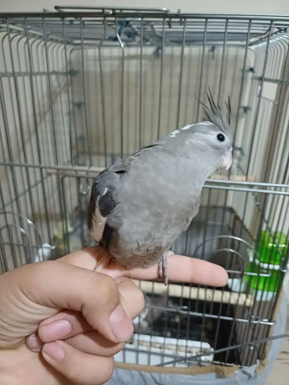 عروس هلندی دست|پرنده|تهران, شهید فکوری|دیوار