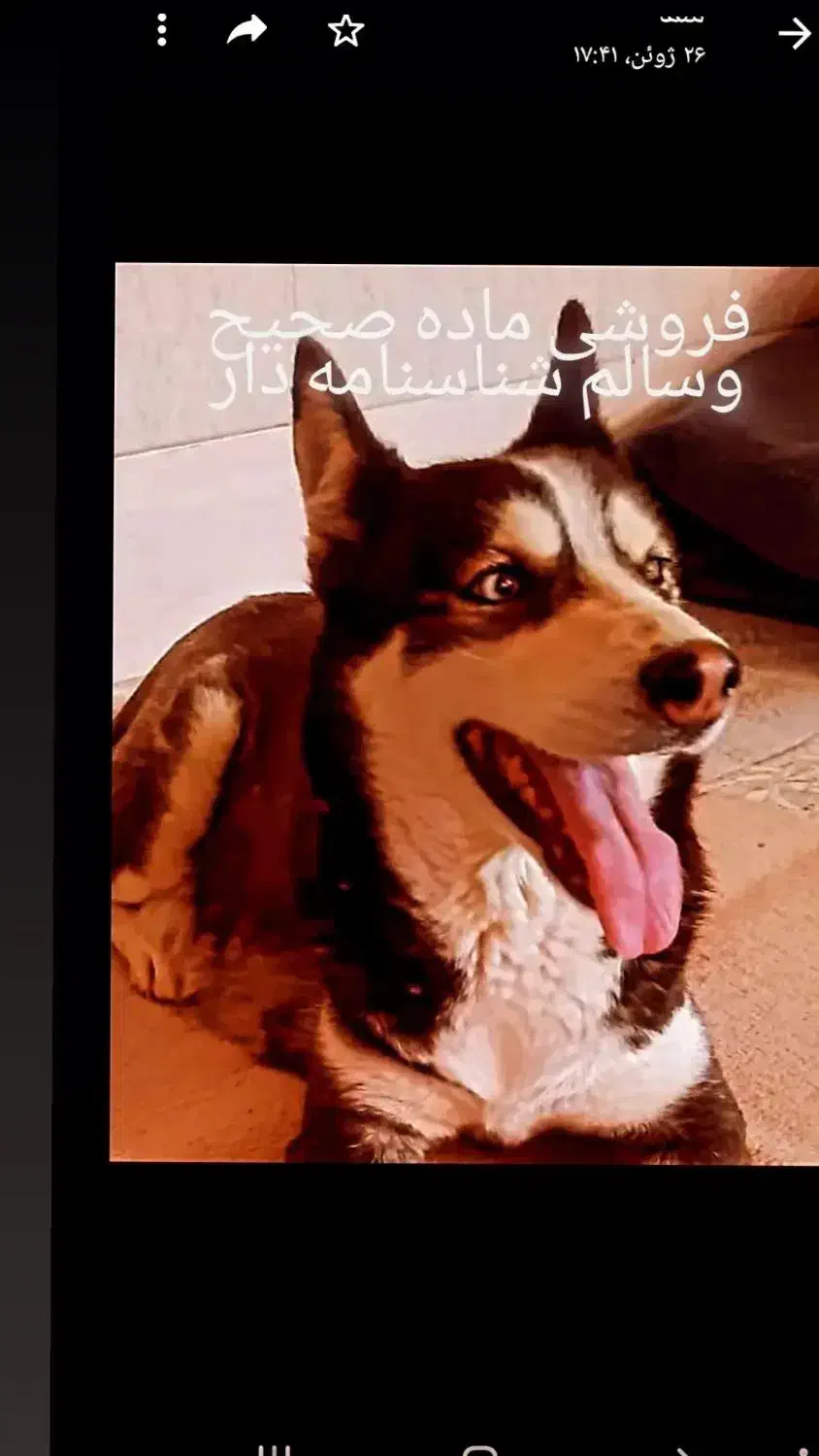 واگذاری وسرپرستی قبول میکنم|سگ|قشم, |دیوار