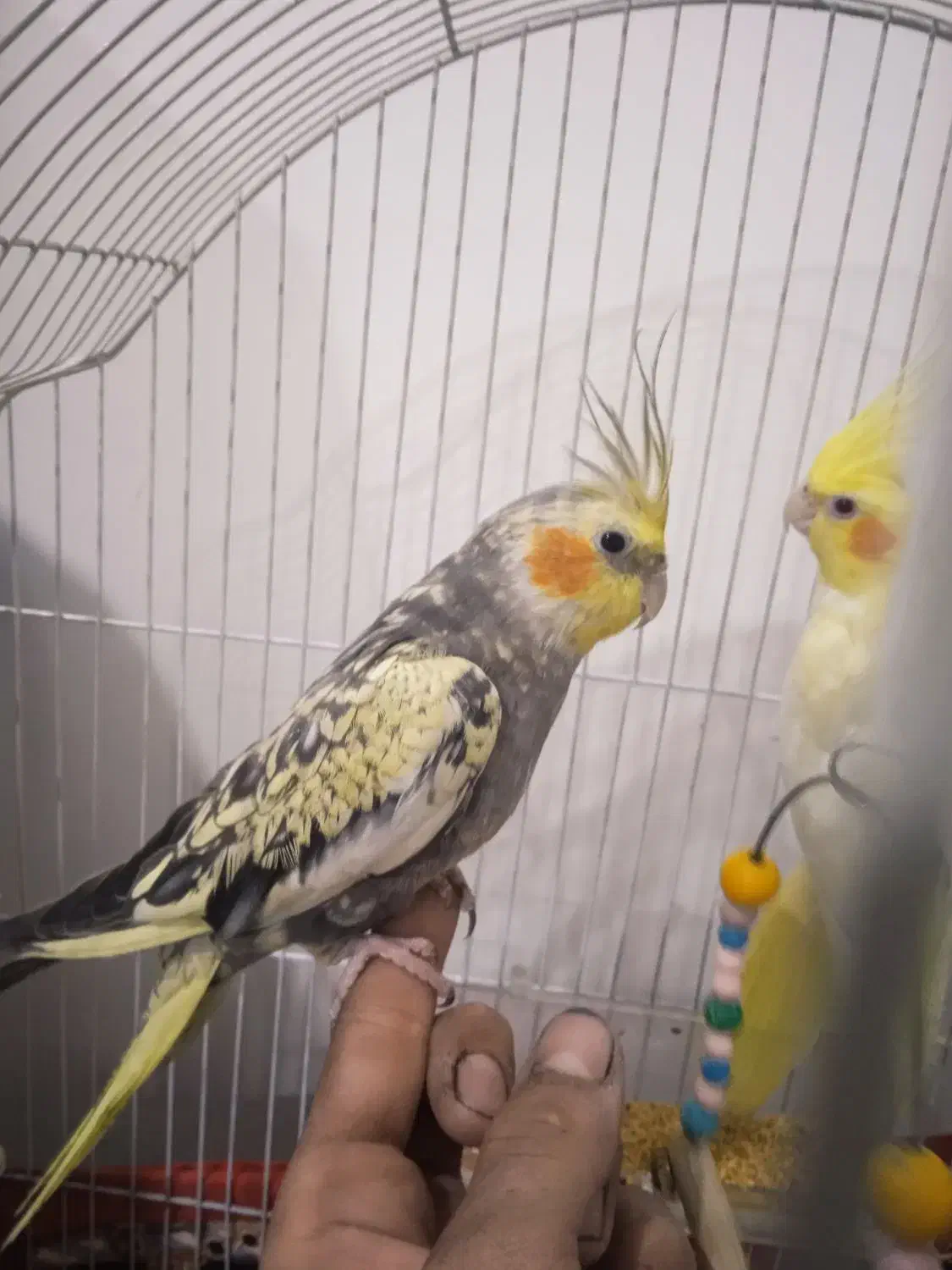 عروس هلندی|پرنده|هشترود, |دیوار