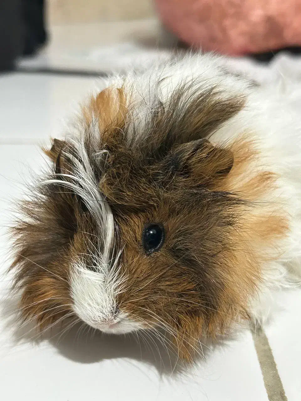 خوکچه هندی|موش و خرگوش|رشت, شهرک قدس|دیوار