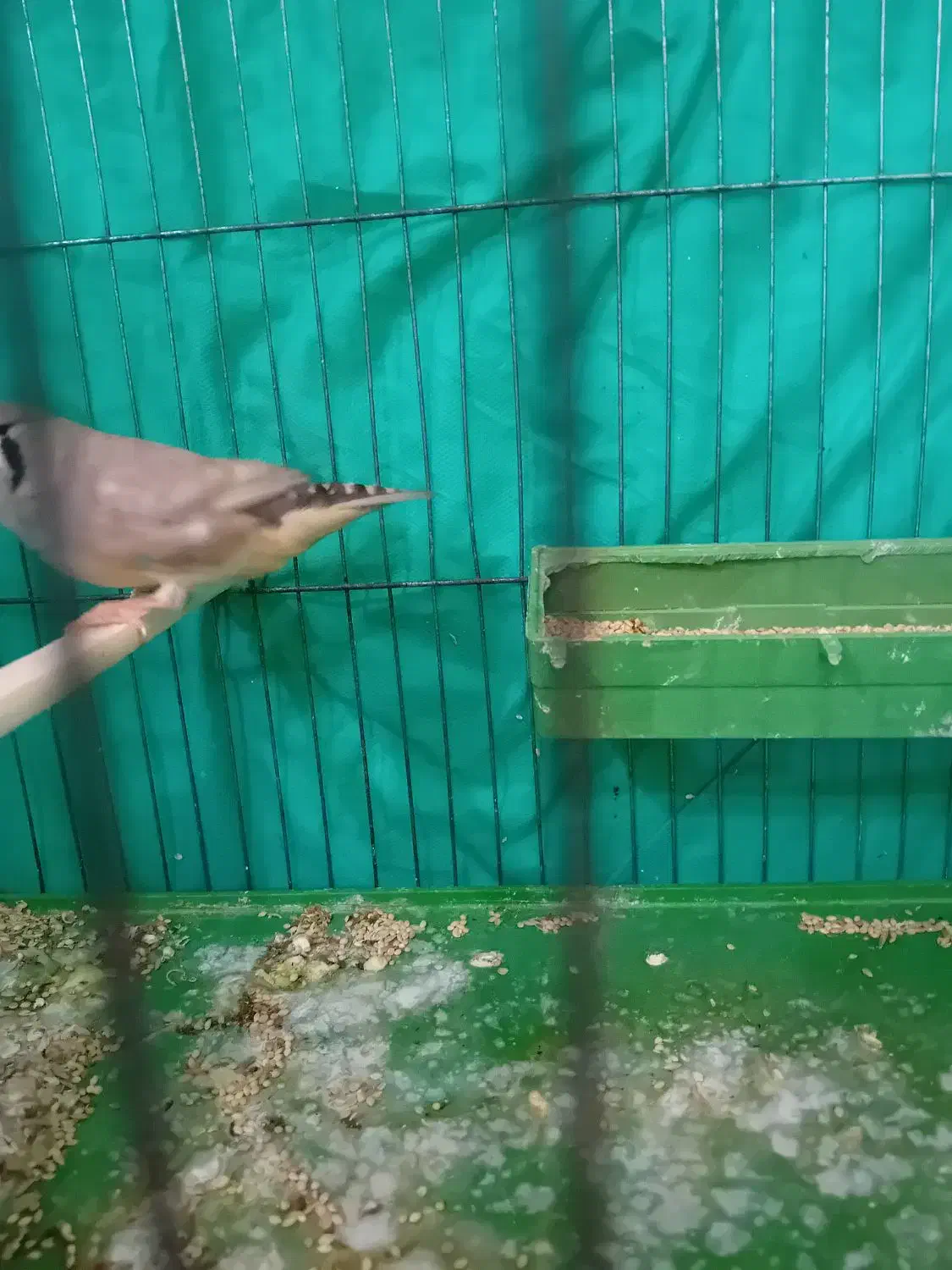 فنج انگلیسی ماده|پرنده|بندرعباس, |دیوار